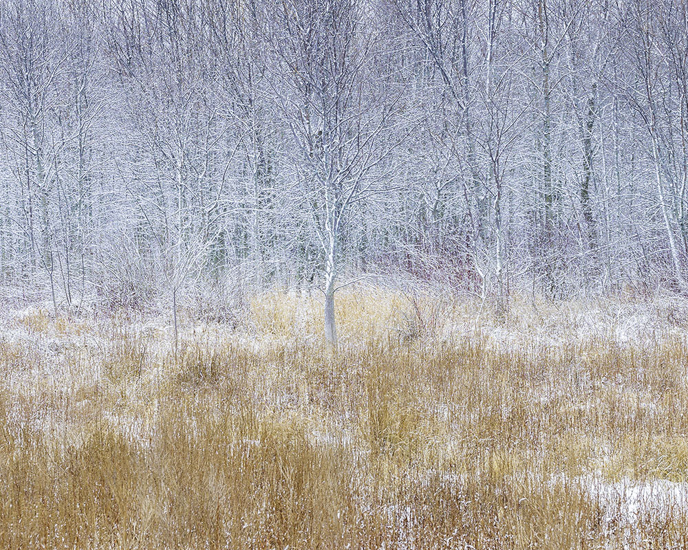 Winter Marsh by Jason Pettit